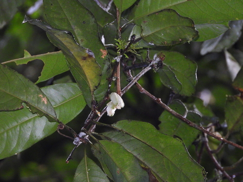 Dilkea retusa — photo