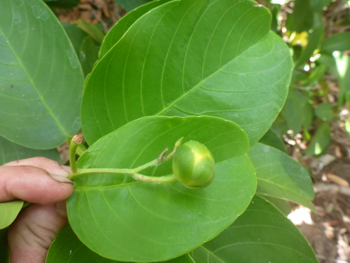 Dillenia alata (Red beech) — photo