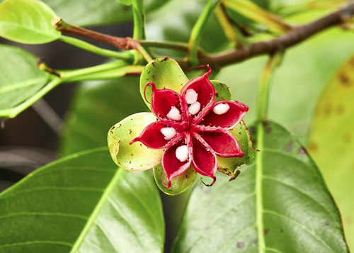 Dillenia alata (Red beech) — photo