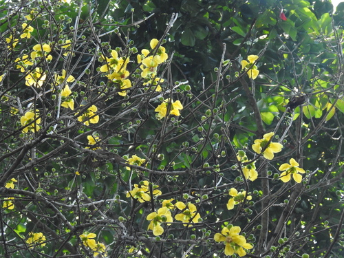 Dillenia andamanica — photo