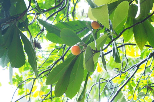 Dillenia heterosepala