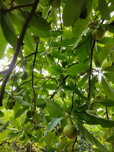 Dillenia indica (Elephant apple) — photo