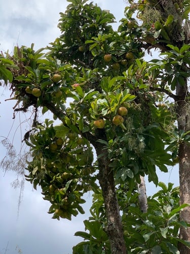 Dillenia indica (Elephant apple) — photo