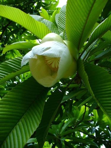 Dillenia indica
