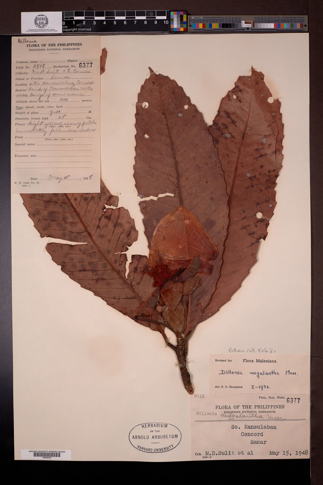 Dillenia megalantha (Philippine dillenia tree) — photo