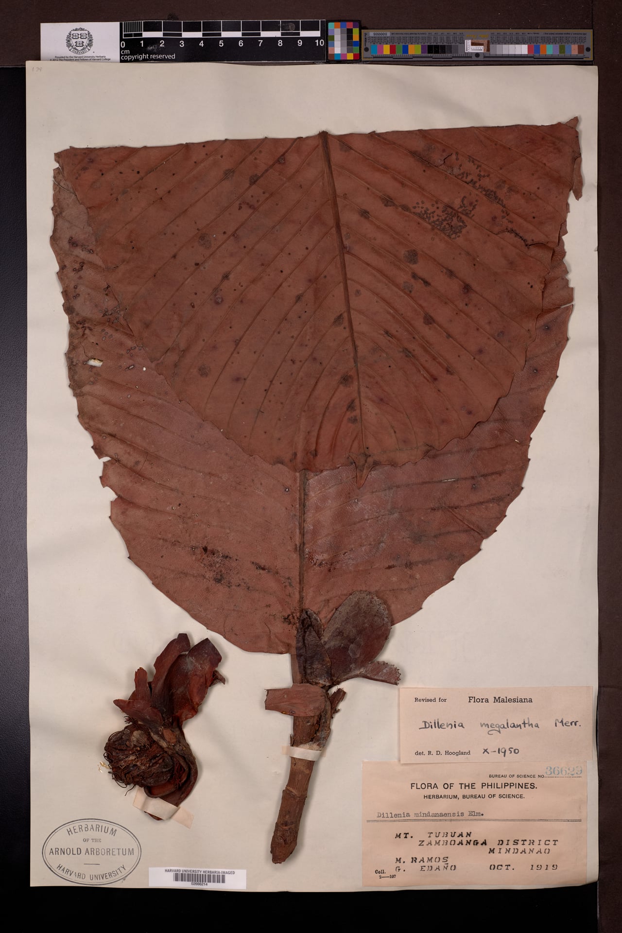 Dillenia megalantha (Philippine dillenia tree) — photo