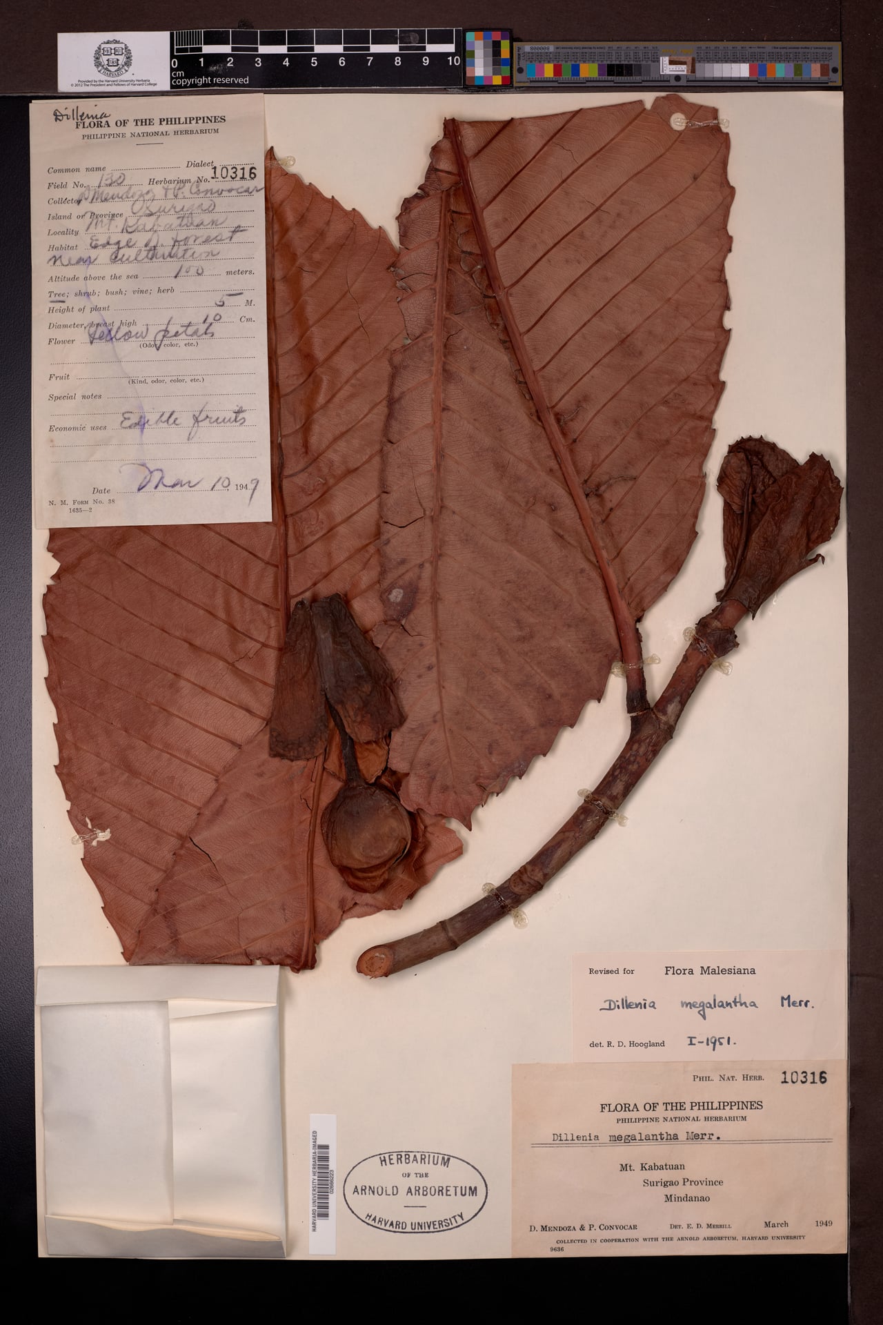 Dillenia megalantha
