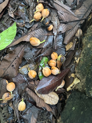 Dillenia obovata (Burma simpoh) — photo