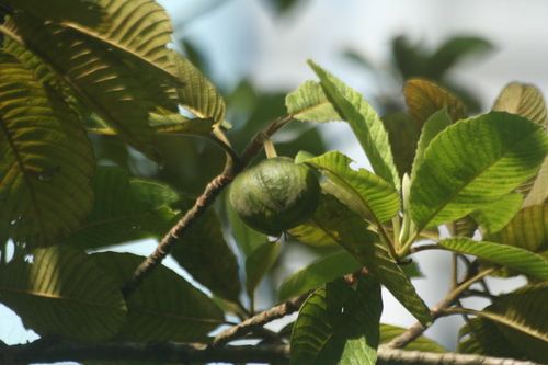 Dillenia ovata (Kadah dillenia tree) — photo