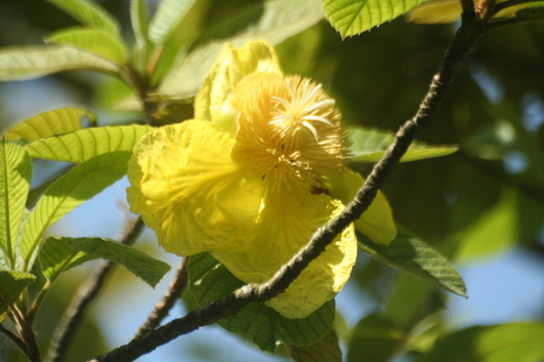 Dillenia ovata (Kadah dillenia tree) — photo