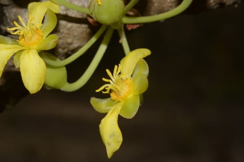 Dillenia pentagyna