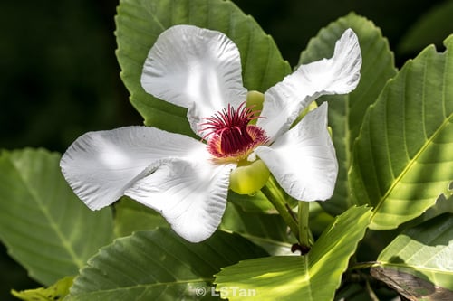 Dillenia philippinensis (Katmon) — photo