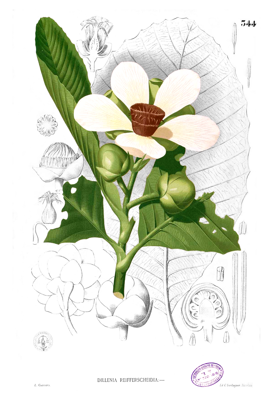 Dillenia reifferscheidtia — photo