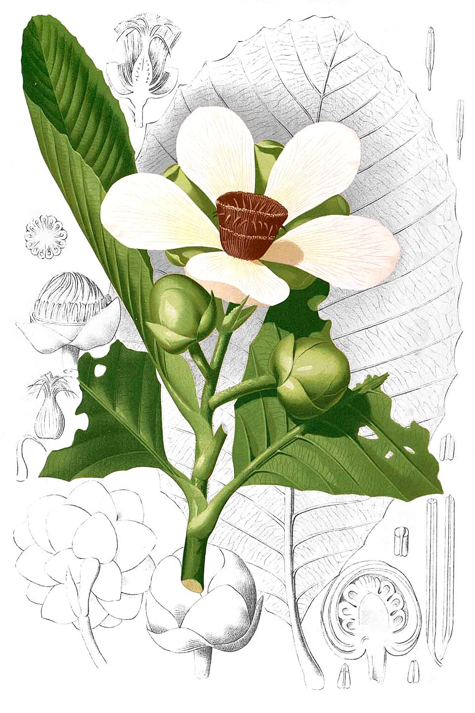 Dillenia reifferscheidtia
