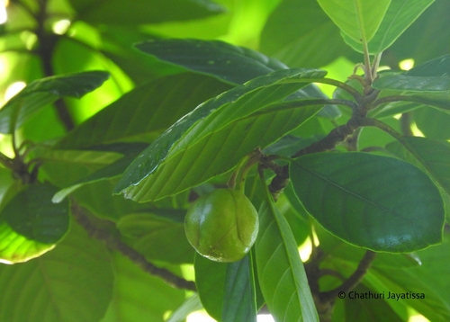 Dillenia retusa (Godapara dillenia tree) — photo