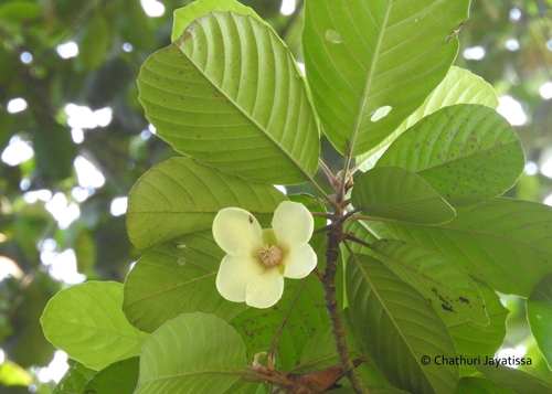 Dillenia retusa