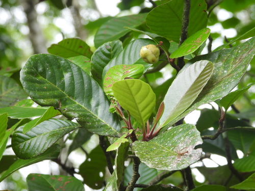 Dillenia retusa (Godapara dillenia tree) — photo