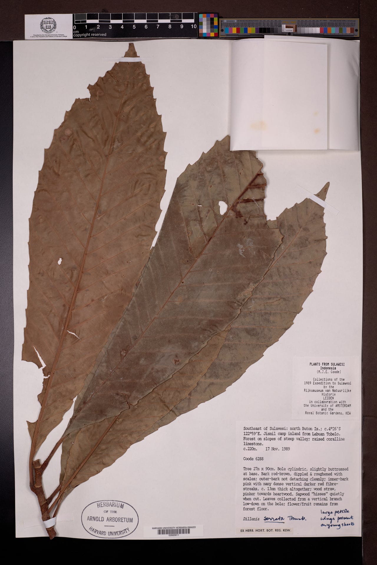 Dillenia serrata (Dengilo) — photo