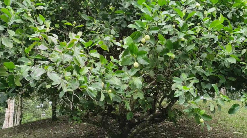 Dillenia serrata (Dengilo) — photo