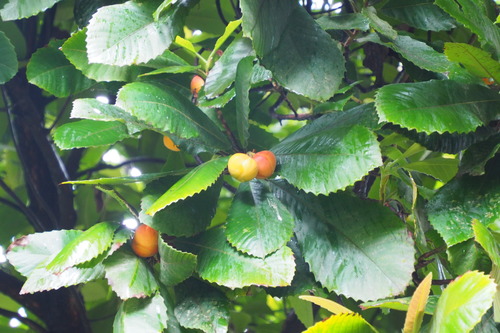 Dillenia turbinata (Five-branched fruit) — photo