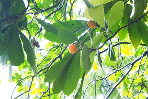 Dillenia turbinata