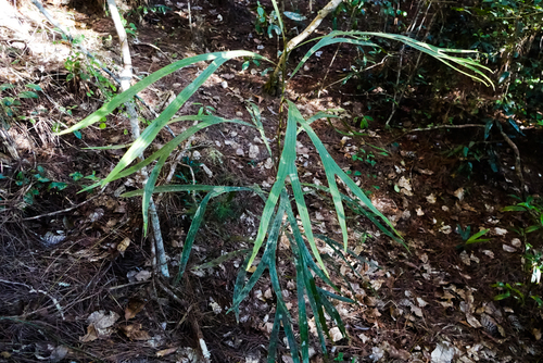 Dilobeia thouarsii