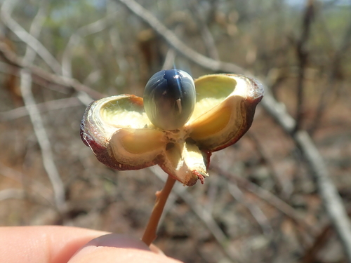 Dilodendron bipinnatum (Bipinnate dilodendron) — photo