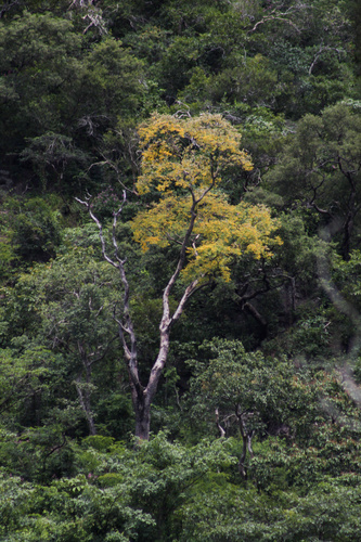 Dilodendron bipinnatum (Bipinnate dilodendron) — photo