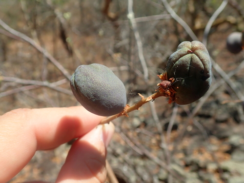 Dilodendron bipinnatum