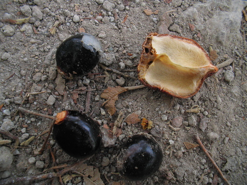 Dilodendron costaricense (Costa Rica dilodendron) — photo