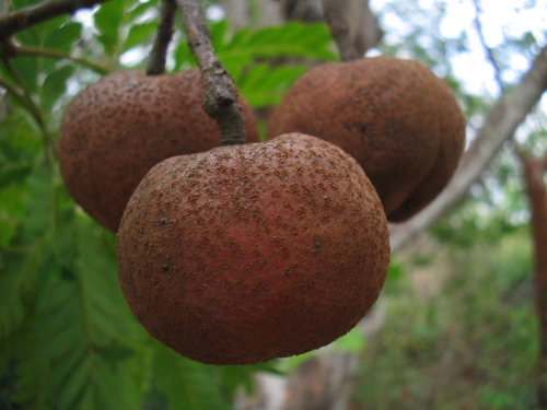 Dilodendron costaricense