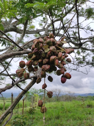 Dilodendron elegans — photo