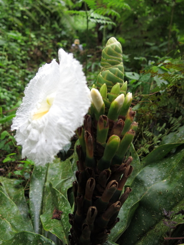 Dimerocostus strobilaceus — photo