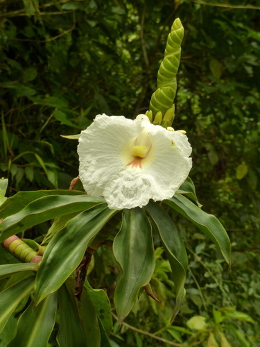 Dimerocostus strobilaceus — photo