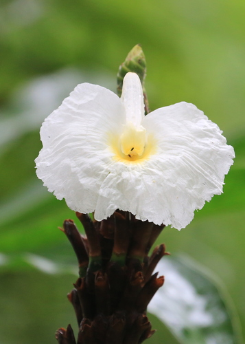 Dimerocostus strobilaceus