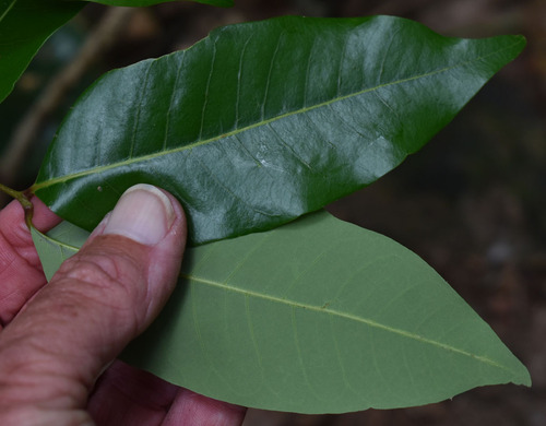 Dimocarpus australianus (Native lychee) — photo