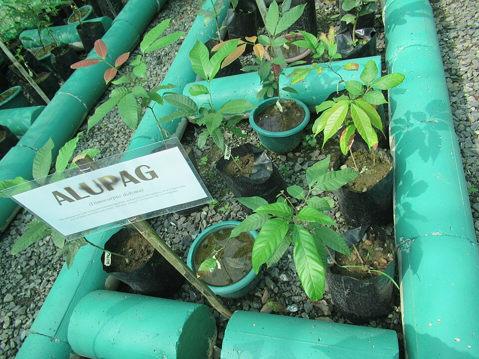 Dimocarpus didyma