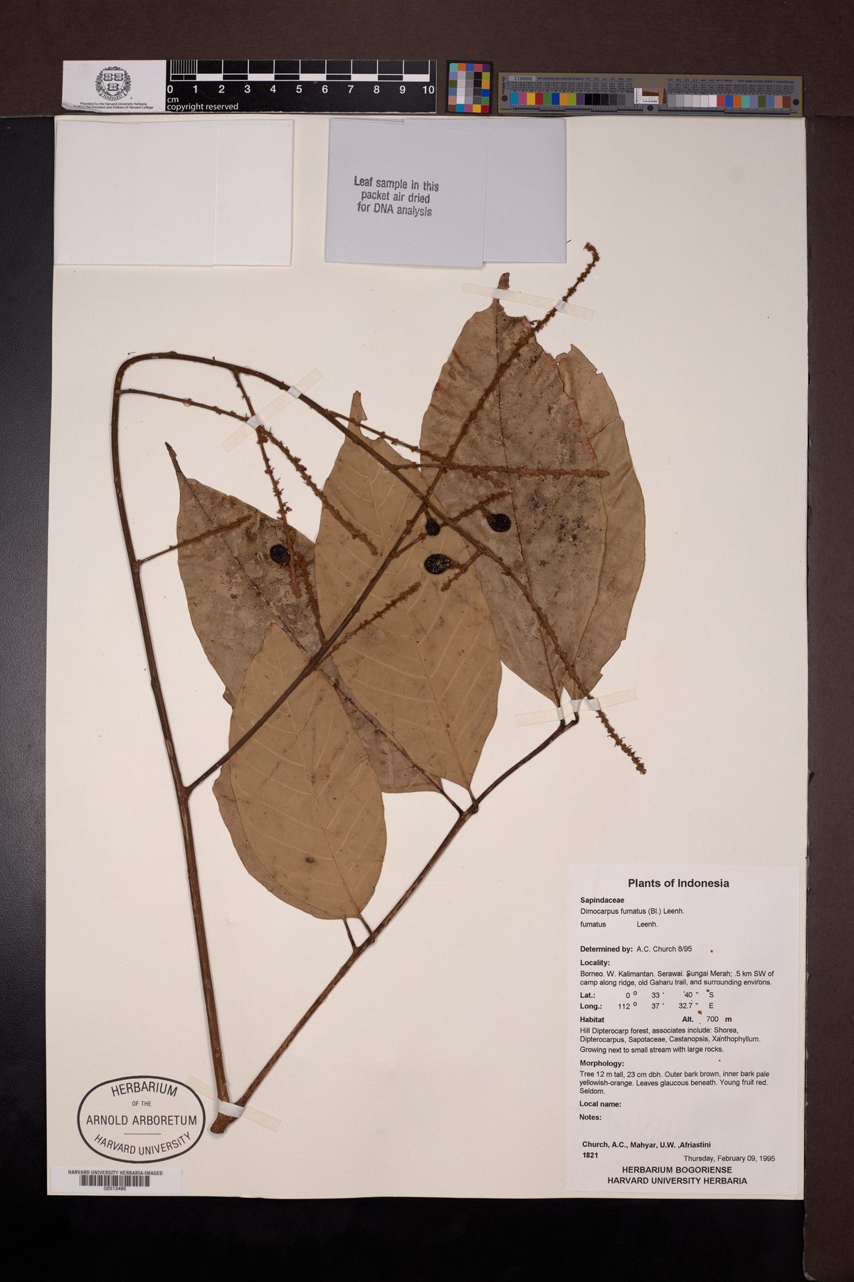 Dimocarpus fumatus — photo