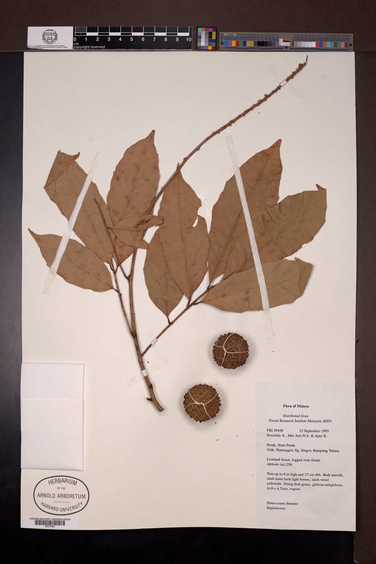 Dimocarpus fumatus — photo