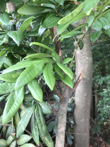 Dimocarpus longan (Longan) — photo