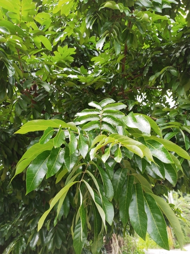 Dimocarpus longan subsp. malesianus (Mata kuching) — photo