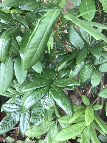Dimocarpus longan subsp. malesianus var. malesianus cv. kakus (Kakus) — photo
