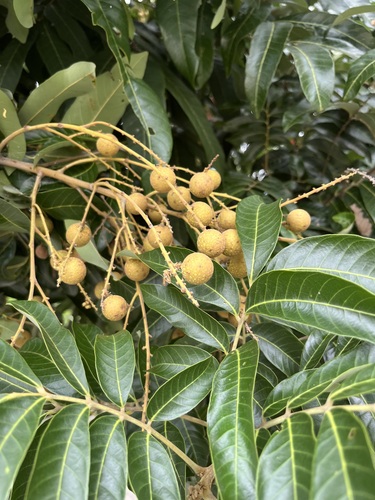 Dimocarpus longan subsp. malesianus var. malesianus cv. kakus