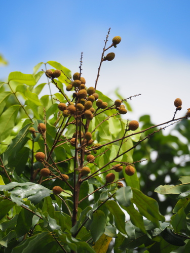 Dimocarpus longan subsp. malesianus var. sau (Sau) — photo
