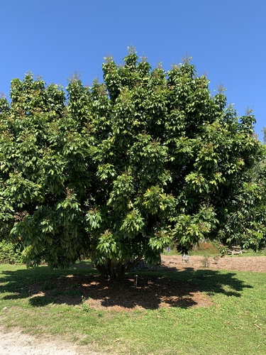 Dimocarpus longan subsp. malesianus var. sau