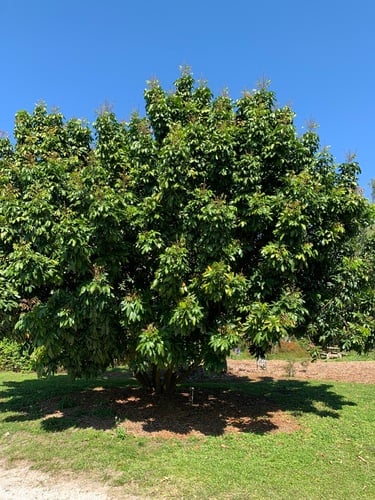 Dimocarpus longan subsp. malesianus