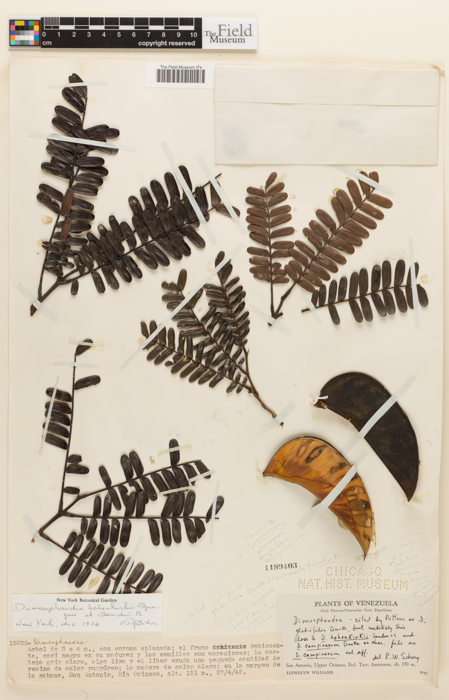 Dimorphandra hohenkerkii