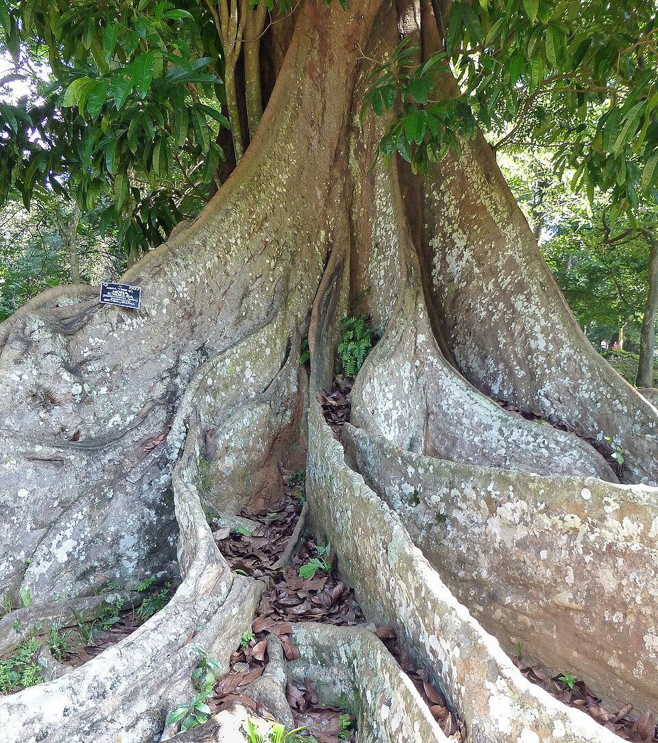 Dimorphandra mora