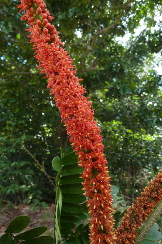 Dimorphandra polyandra — photo