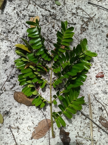Dimorphandra polyandra — photo
